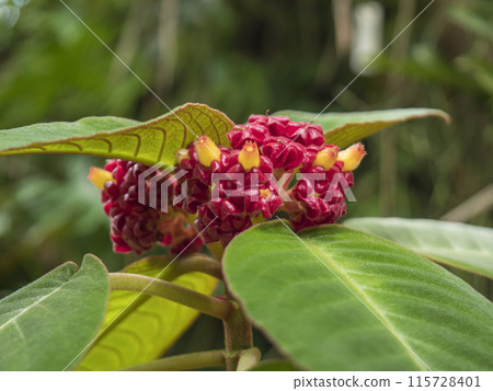 Macro close up Velvet Alloplectus, Corytoplectus capitatus red blooming flower growing in cloud forests. Selective focus, green leaves bokeh background 115728401