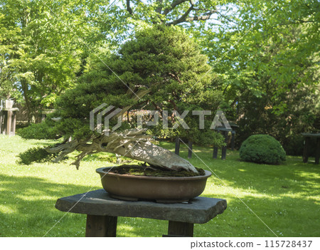 Beautiful conifer bonsai tree in Prague botanical garden. Bonsai is dwarfed in a ceramic pot, a miniature of the original form of a large, old tree in nature, planted in shallow pots called bon. Beautiful conifer bonsai tree in Prague botanical garden. Bonsai is dwarfed in a ceramic pot, a miniature of the original form of a large, old tree in nature, planted in shallow pots called bon. 115728437