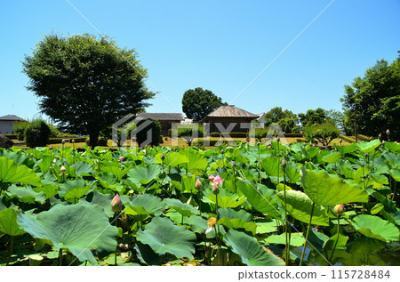 埼玉縣深谷市岡中宿歷史公園美麗的原始蓮花 115728484