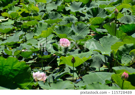 Beautiful primitive lotus flowers at Nakajuku Historical Park in Oka, Fukaya City, Saitama Prefecture 115728489