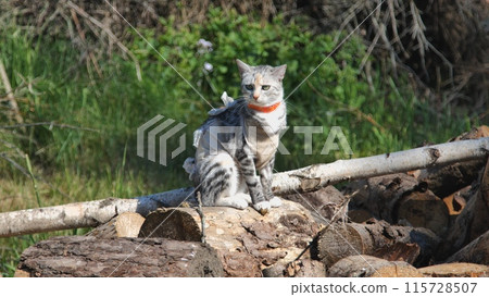 A cat after spaying in an apron on the grass. A cat after spaying in an apron on the grass. 115728507