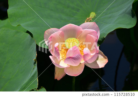 Beautiful primitive lotus flowers at Nakajuku Historical Park in Oka, Fukaya City, Saitama Prefecture 115728510