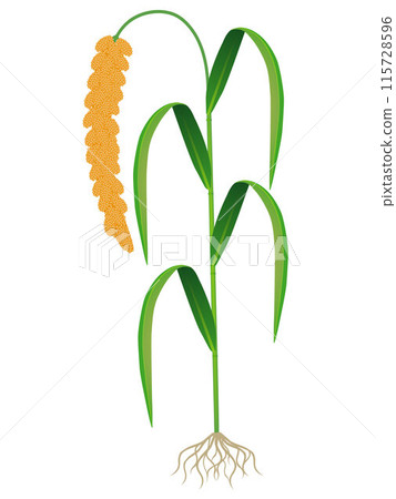 Ripe foxtail millet with roots isolated on white background. Ripe foxtail millet with roots isolated on white background. 115728596