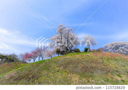 Tenjin married cherry blossoms Tenjin married cherry blossoms 115728620
