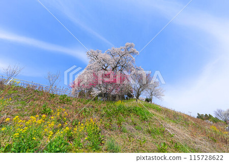 Tenjin married cherry blossoms Tenjin married cherry blossoms 115728622