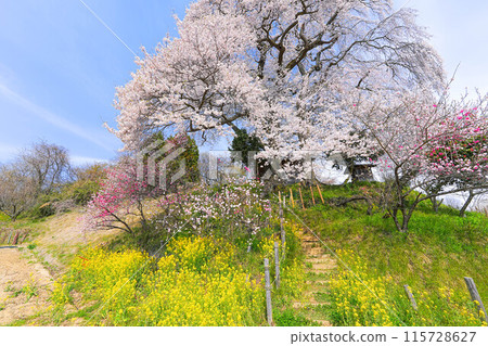 Tenjin married cherry blossoms Tenjin married cherry blossoms 115728627