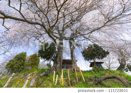 Tenjin married cherry blossoms Tenjin married cherry blossoms 115728631