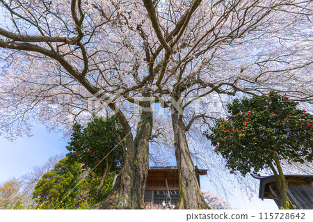 Tenjin married cherry blossoms Tenjin married cherry blossoms 115728642