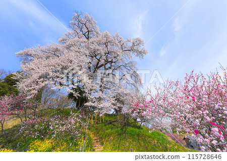 Tenjin married cherry blossoms Tenjin married cherry blossoms 115728646