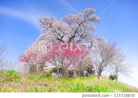 Tenjin married cherry blossoms Tenjin married cherry blossoms 115728650