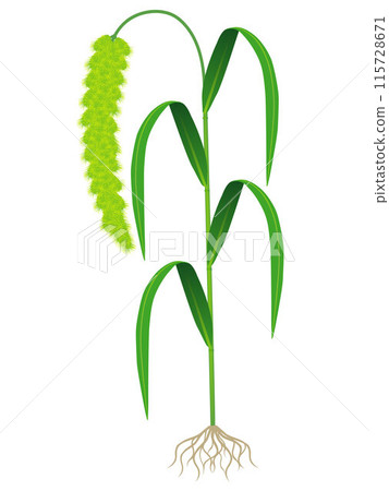 Flowering foxtail millet with roots isolated on white background. 115728671