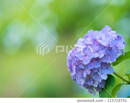 Purple hydrangea 115728741
