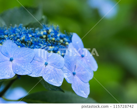 藍色繡球花 115728742