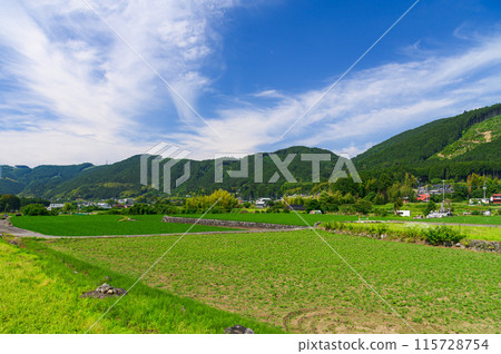 靜岡縣富士宮市湯野附近的田園風光（初夏） 115728754