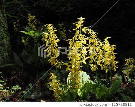 Landscape with Kiebine 115728811