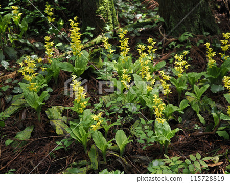 Landscape with Kiebine 115728819