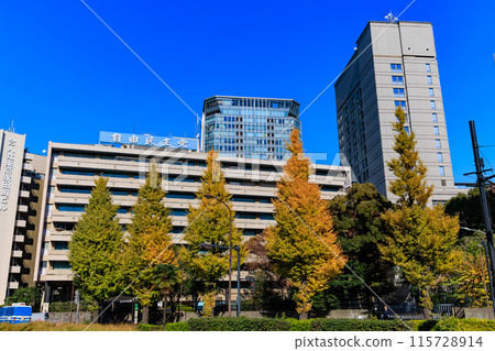 東京都千代田區永田町自民黨總部周圍的秋葉 東京都千代田區永田町自民黨總部周圍的秋葉 115728914