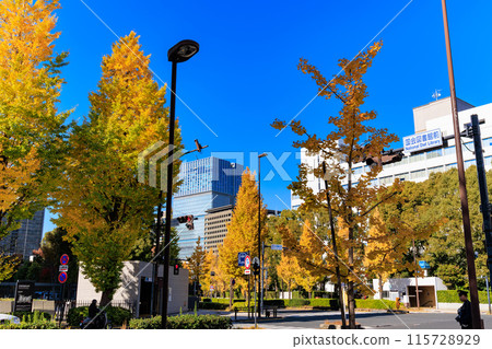 Autumn leaves around the House of Councillors Building in Nagatacho, Chiyoda Ward, Tokyo Autumn leaves around the House of Councillors Building in Nagatacho, Chiyoda Ward, Tokyo 115728929