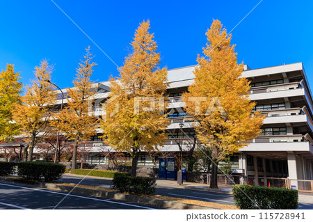 東京千代田區永田町國立國會圖書館周圍的秋葉 115728941