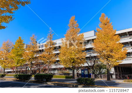 Autumn leaves around the National Diet Library in Nagatacho, Chiyoda Ward, Tokyo 115728947