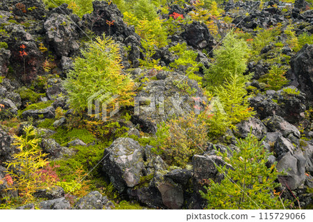 秋天的鬼王大花園【東區嬬戀村】 115729066