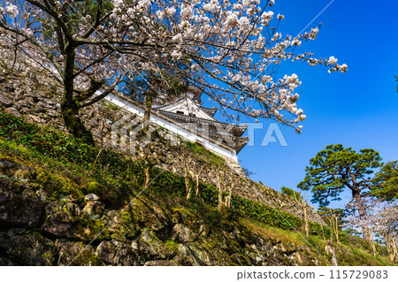 【日本名城百選】春天的高知城、本丸石牆、天守閣、吉野櫻2，高知縣高知市 115729083