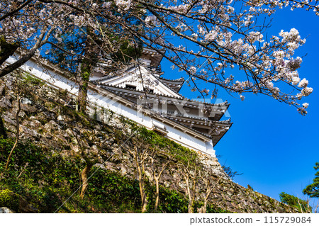 【日本名城百選】春天的高知城、本丸石垣、天守閣、染井吉野 3 高知縣高知市 115729084