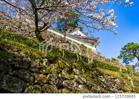 【日本名城百選】春天的高知城、本丸石牆、天守閣、染井吉野 4 高知縣高知市 【日本名城百選】春天的高知城、本丸石牆、天守閣、染井吉野 4 高知縣高知市 115729085