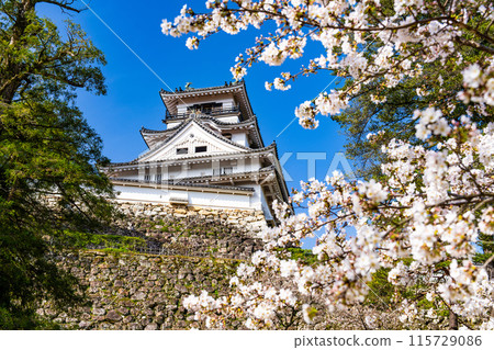 【日本名城百選】春天的高知城、盛開的染井吉野櫻花樹上的天守閣1、高知縣高知市 【日本名城百選】春天的高知城、盛開的染井吉野櫻花樹上的天守閣1、高知縣高知市 115729086