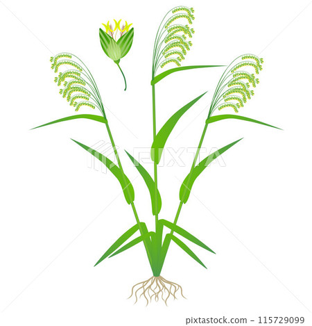 Flowering plant of millet on a white background. 115729099