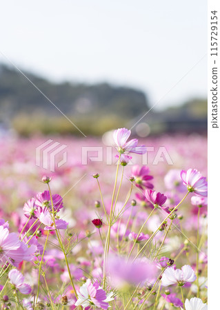 Cosmos swaying in the wind Cosmos swaying in the wind 115729154