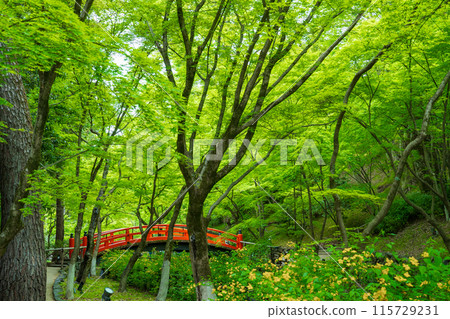 京都市北野天滿宮的朱橋與藍色楓葉 115729231