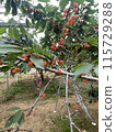 Cherry 115729288
