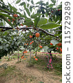 Cherry 115729289