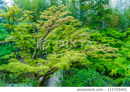 Fresh green maples at the Momiji Garden of Kitano Tenmangu Shrine in Kyoto City Fresh green maples at the Momiji Garden of Kitano Tenmangu Shrine in Kyoto City 115729401