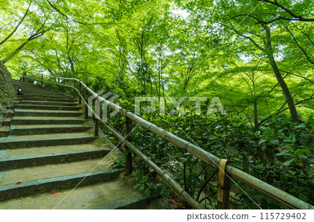 京都市北野天滿宮楓園裡的鮮綠楓葉 京都市北野天滿宮楓園裡的鮮綠楓葉 115729402