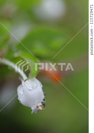 Rain-soaked white alder tree 115729471