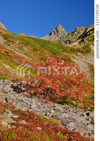 Glacier Park in autumn and colored leaves Glacier Park in autumn and colored leaves 115729539