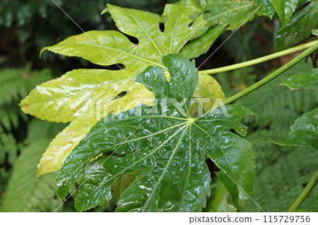 Eight leaves Eight leaves 115729756