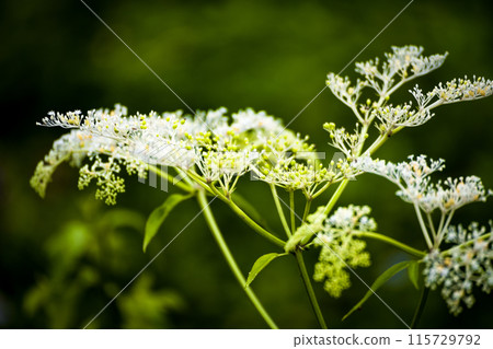 滿天星花的純潔之美 115729792