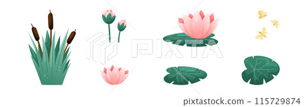 Water and Swamp Plants Waterlily and Reed Vector Set 115729874