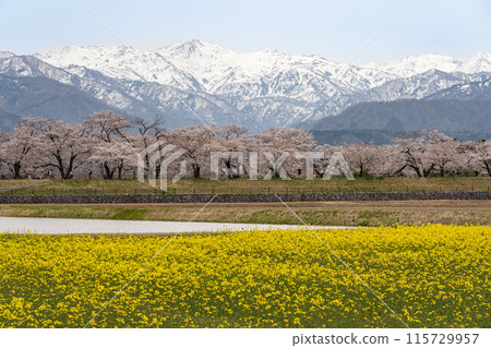 旭船川的油菜花、櫻花、旭岳 115729957