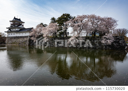 Toyama Castle tower and cherry blossoms Toyama Castle tower and cherry blossoms 115730020