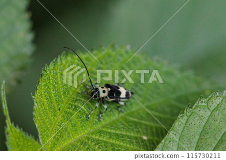 苧麻甲蟲在葉子上休息 115730211