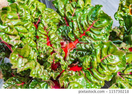 瑞士甜菜 115730218