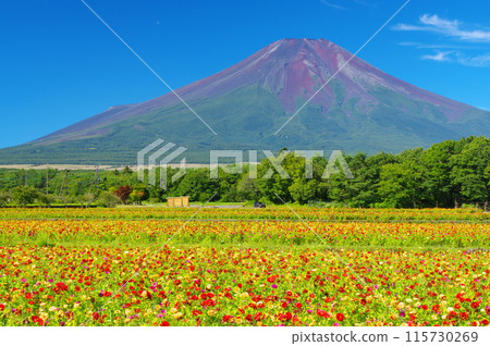 Botanygrass and Fuji 115730269