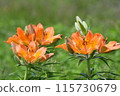 Flowers and buds of the Ezosukashi lily [Photo taken in northern Hokkaido, June] 115730679