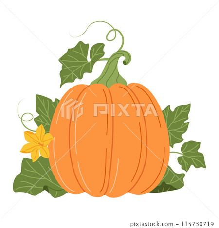 Pumpkin with vines, flower and leaves. Pumpkin with vines, flower and leaves. 115730719