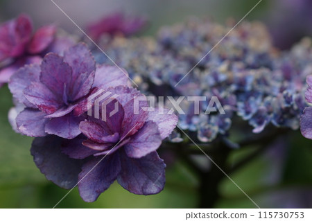 Hydrangea (photographed in mid-June) 115730753