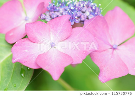 Hydrangea (photographed in mid-June) 115730776
